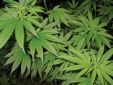 magia, zaklęcia, czary, szamaństwo, voodoo, sabaty czarownic, narkotyki, mandragora, marihuana, konopie